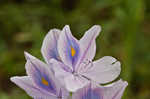 Water hyacinth